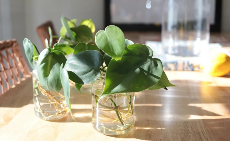 龜背芋水耕方法 龜背芋水耕方法