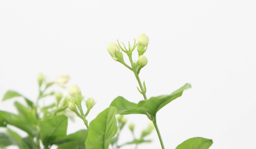 茉莉花葉子捲曲怎麼辦