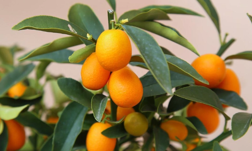 金桔品種 金桔品種