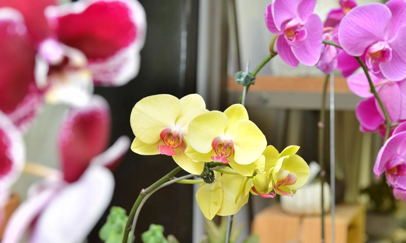 蝴蝶蘭品種 蝴蝶蘭品種