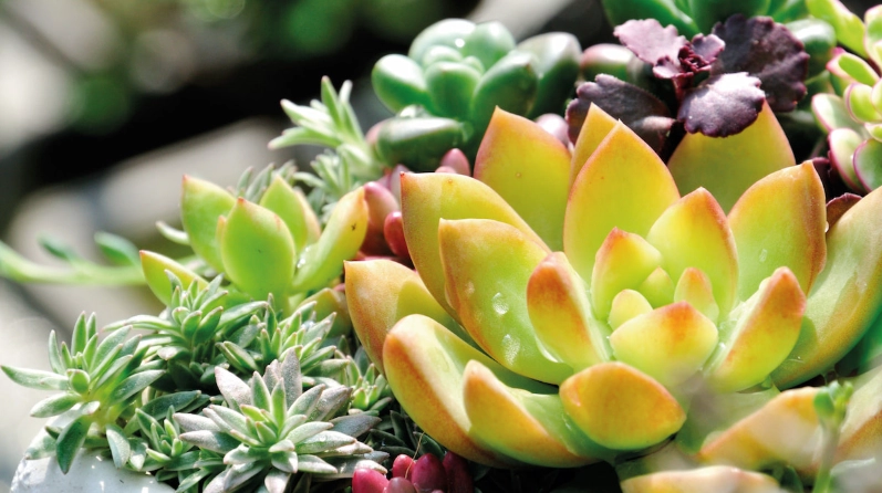 多肉植物澆水方法