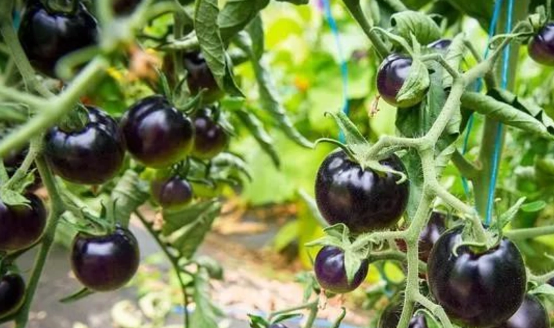 黑柿番茄種植全攻略：從選苗到採收，種出果實甜又大的秘訣
