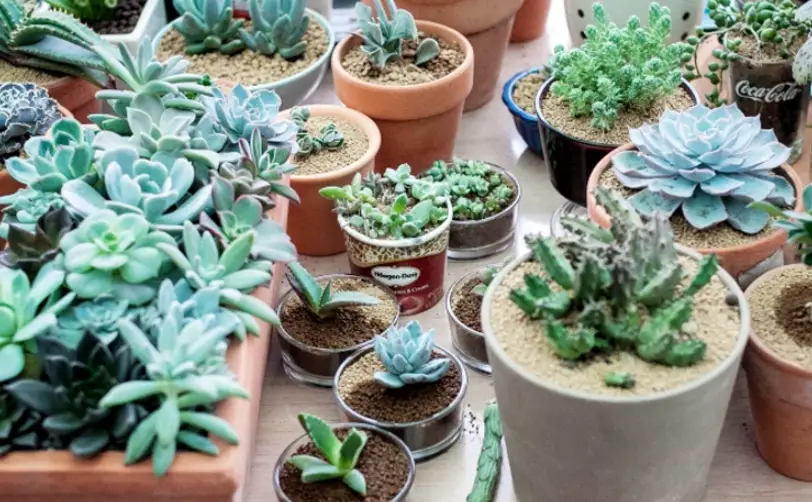 多肉植物澆水方法