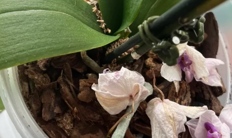 蝴蝶蘭花謝後修剪 蝴蝶蘭花謝後修剪