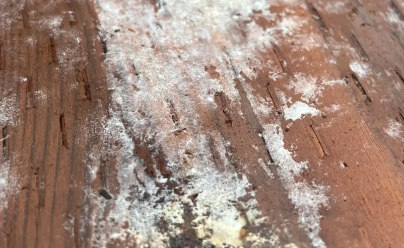 木頭發霉處理 木頭發霉處理