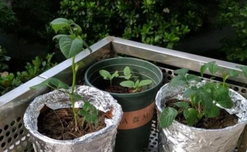 植物熱傷害 植物熱傷害