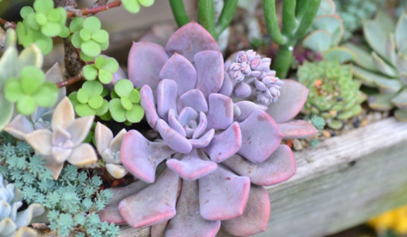 景天科 植物 台灣