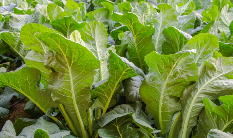 葉子黃了可以吃嗎？解析黃葉食用安全與實用判斷指南