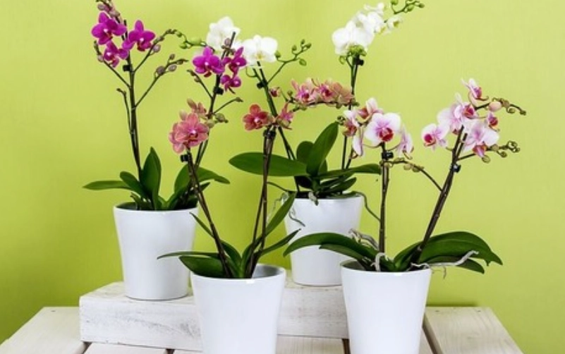 兰花开花期要浇水吗？开花期浇水时机、方法与常见误区全解析