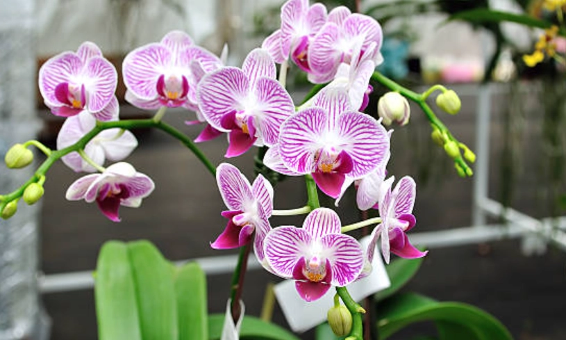 蝴蝶蘭種類 蝴蝶蘭種類