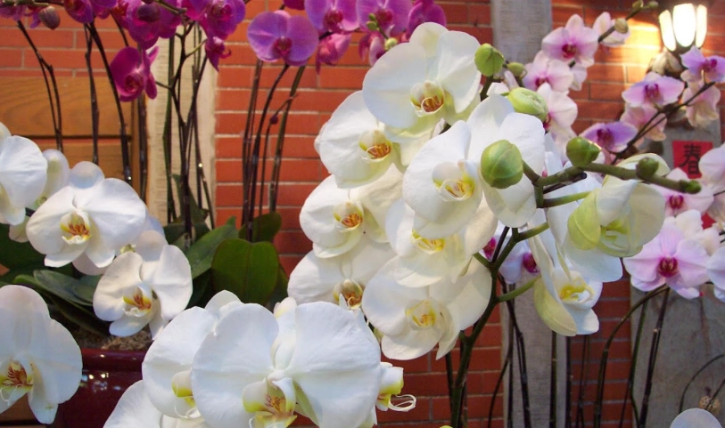 蝴蝶蘭復花 蝴蝶蘭復花