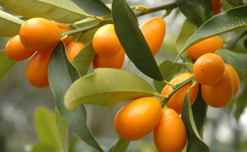 金桔屬種植全指南：從新手到專家的實用技巧與養護秘訣