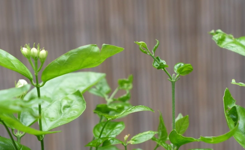 茉莉花葉子捲曲怎麼辦？三大主因與對策全解析