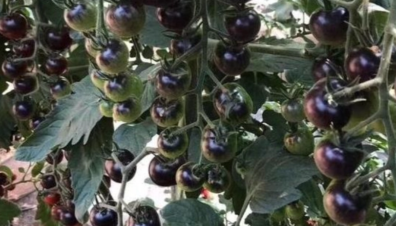 黑柿番茄盆栽種植