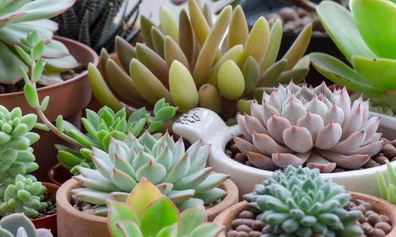 多肉植物照顧方法