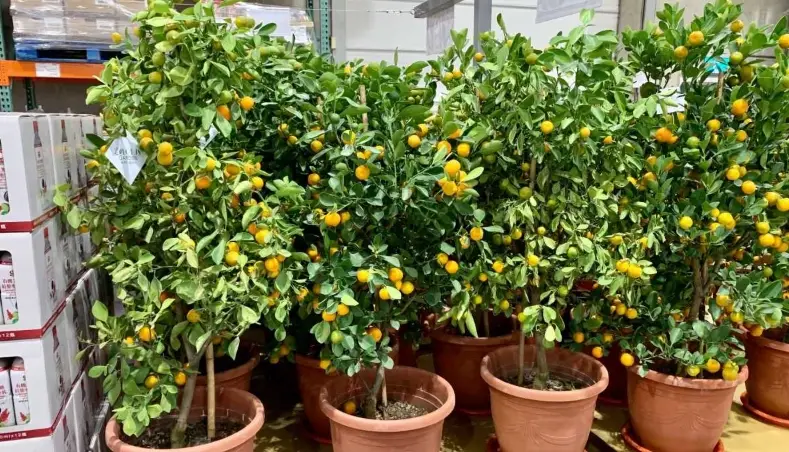 室內植物 葉子發黃