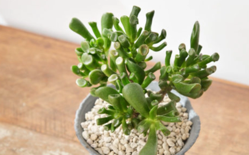 景天科景天屬 種類