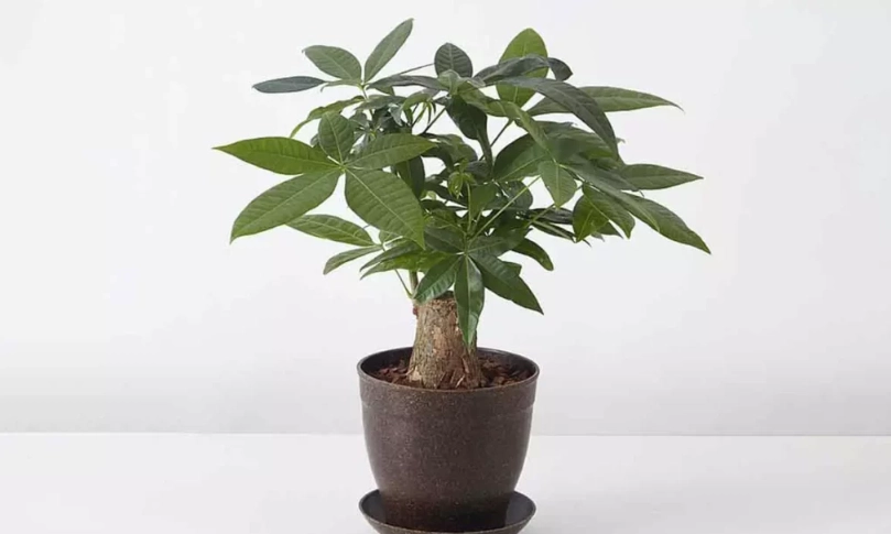 發財樹怎麼養？從選購到照顧，一次搞懂風水與養護技巧