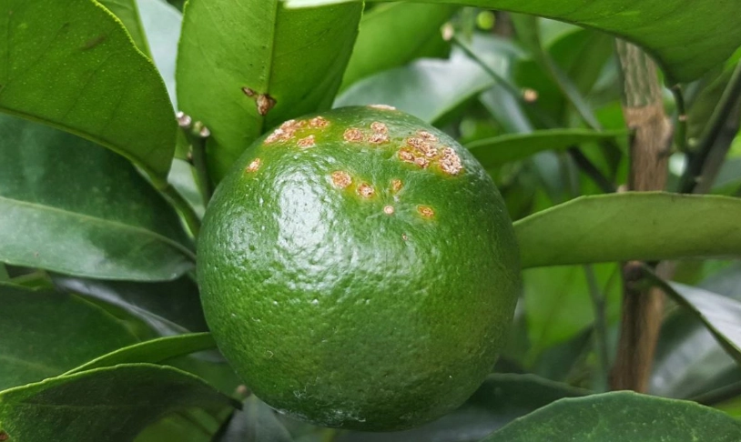 柑橘沙皮病用藥 柑橘沙皮病用藥