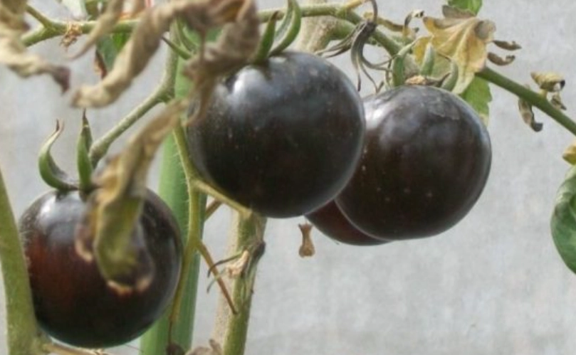 黑柿番茄盆栽種植