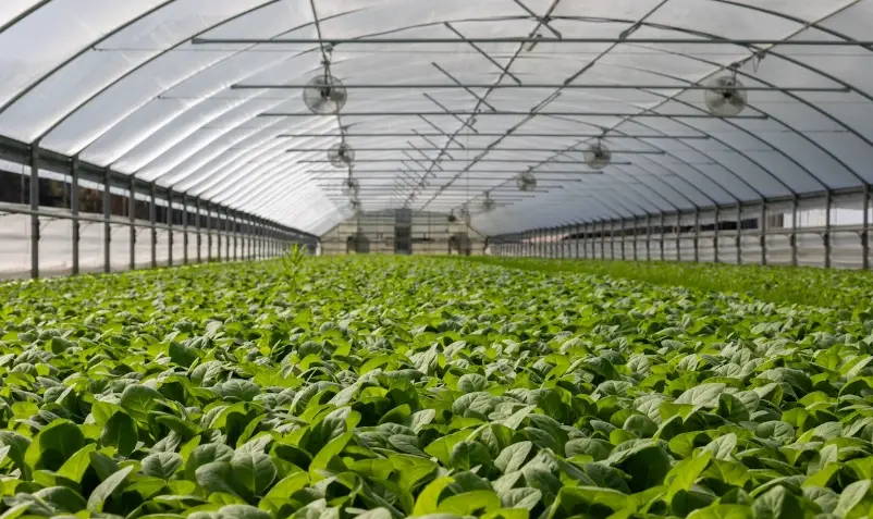 盆栽夏季養護 盆栽夏季養護