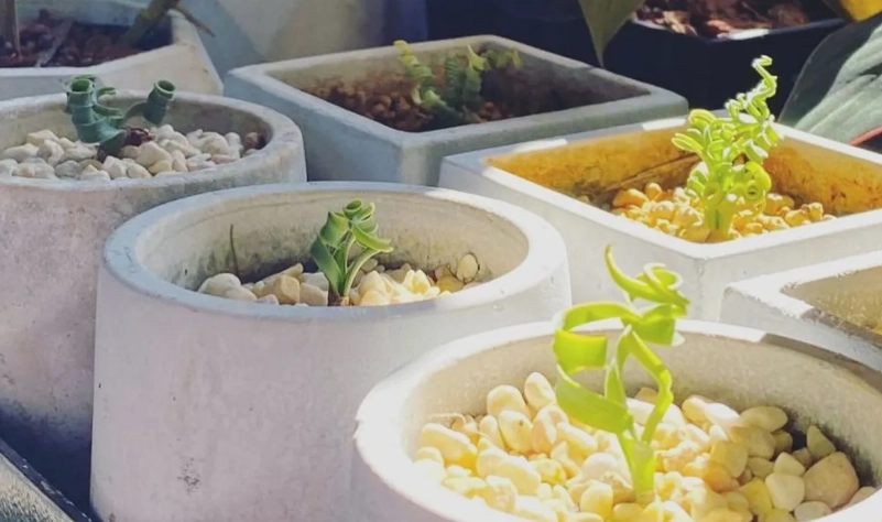 夏天植物降溫 夏天植物降溫