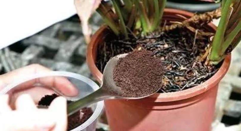 桂花咖啡渣用法 桂花咖啡渣用法