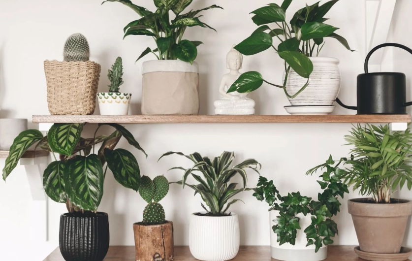 植物熱傷害 植物熱傷害