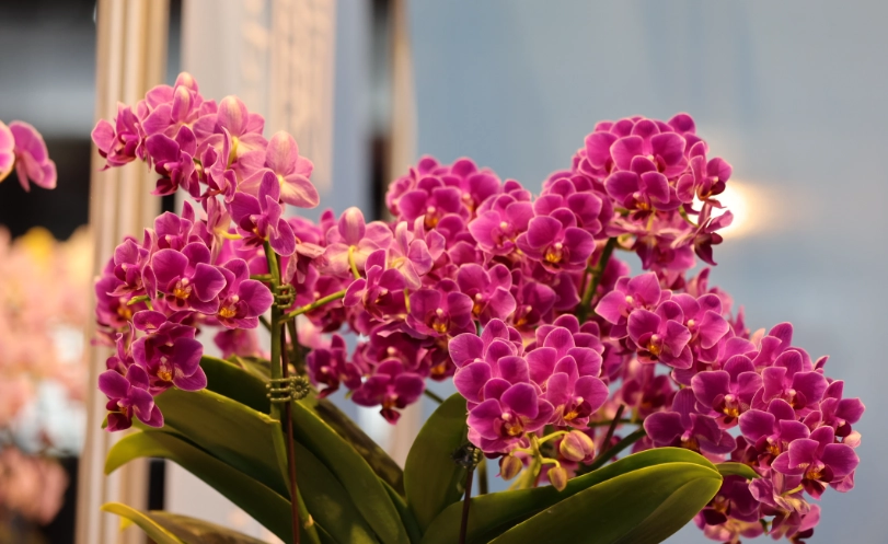 蝴蝶蘭品種名稱全解析：識別、養護與選購終極指南