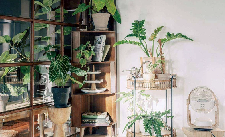 盆栽夏季養護 盆栽夏季養護