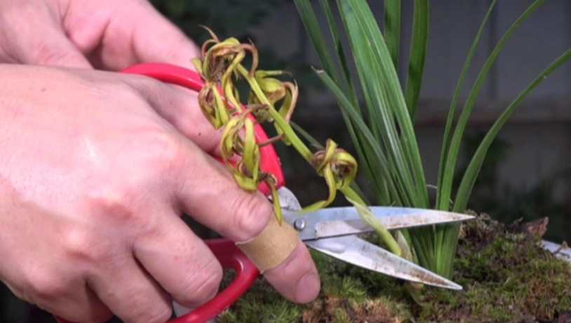 蝴蝶蘭花後修剪