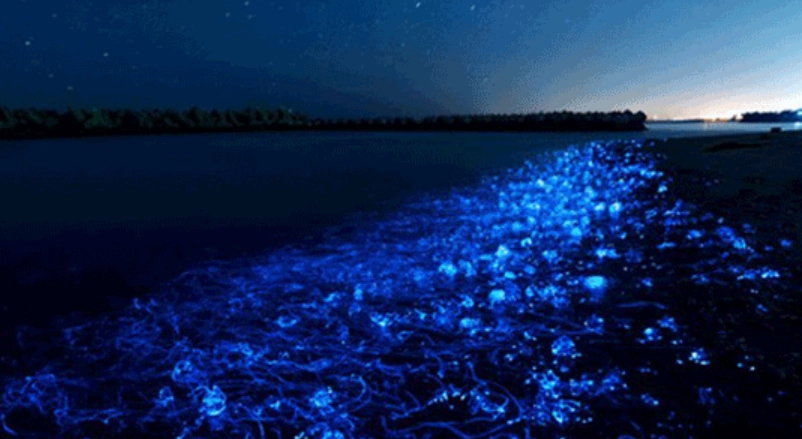 藍眼淚觀賞地點