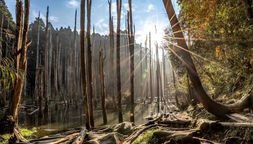 忘憂森林現況全攻略：最新水位、交通路線與攝影秘訣