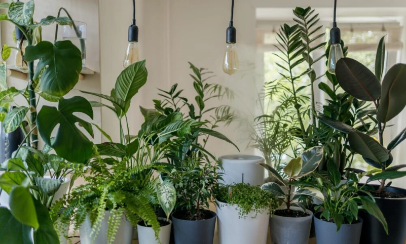 全日照植物推薦