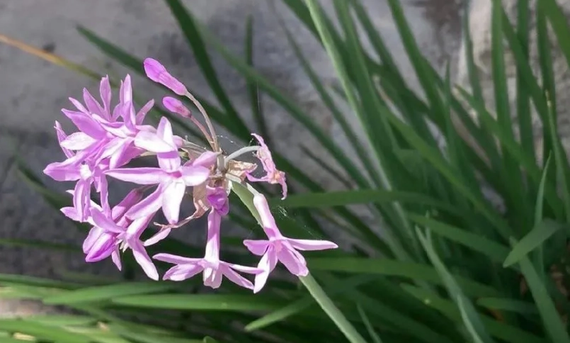 紫嬌花開花後修剪