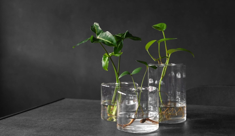 水耕植物換水頻率