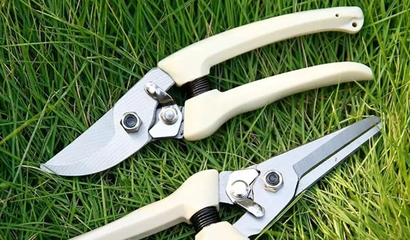 蝴蝶蘭花後修剪