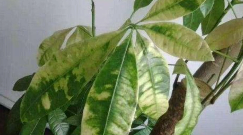 水種發財樹 黃葉