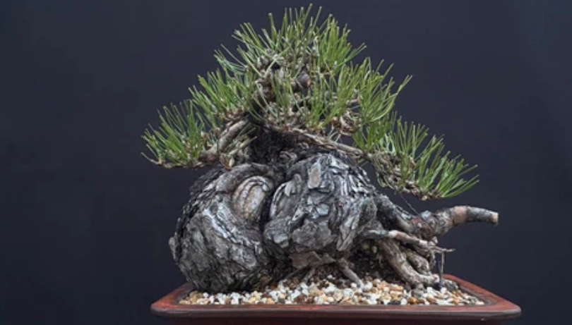 黑松 盆栽 養護