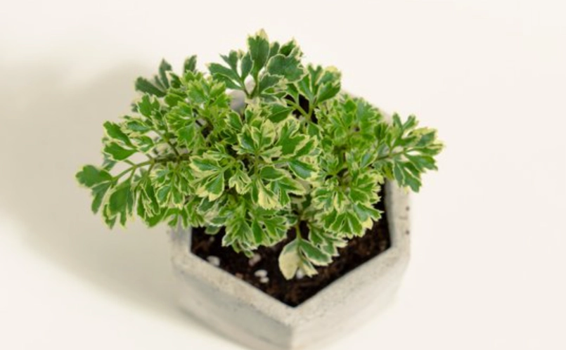 福祿桐全指南：風水寓意、照顧技巧與新手避坑指南