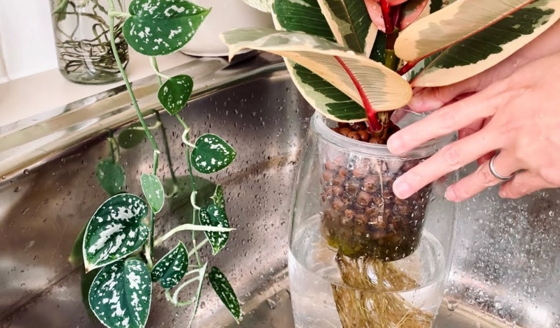 水耕植物換水步驟