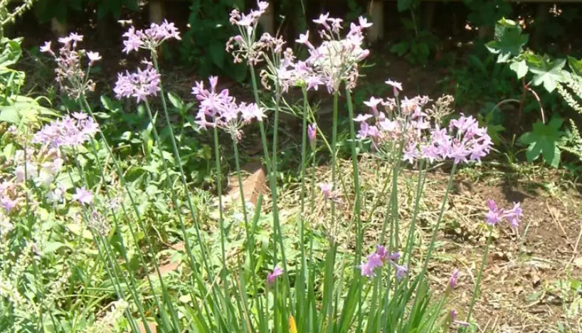 紫嬌花怎麼修剪