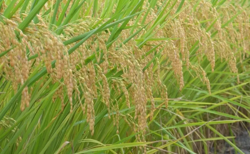 台南11號栽培管理全攻略：從育苗到收穫的實戰心得