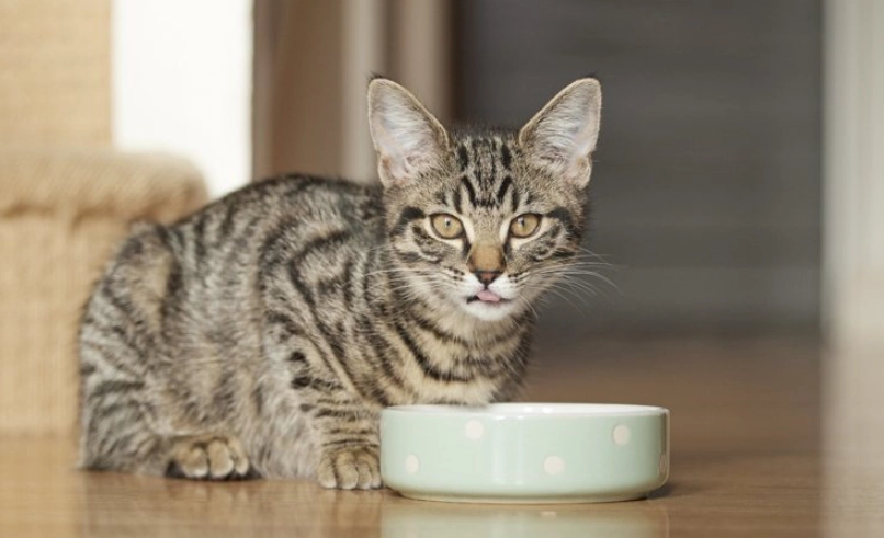 貓誤食巧克力怎麼辦