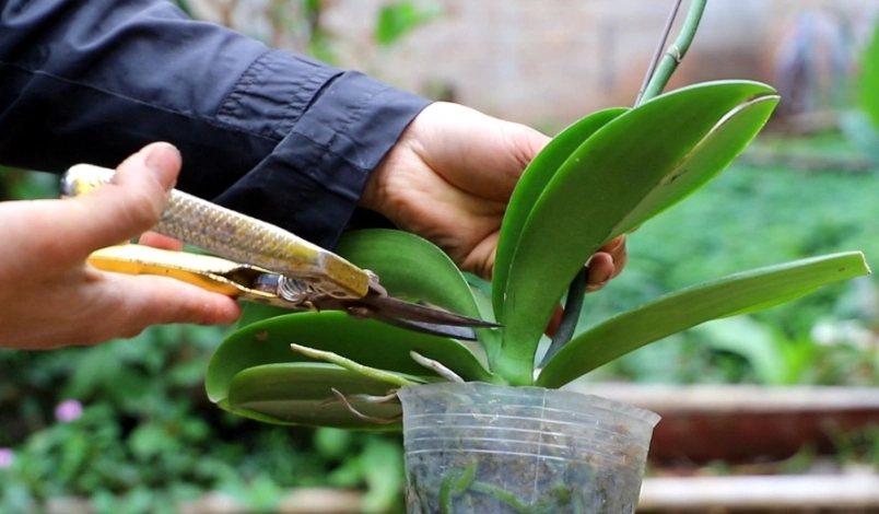 蘭花開花後修剪