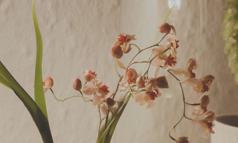 文心蘭開花時間全攻略：掌握花期與催花秘訣