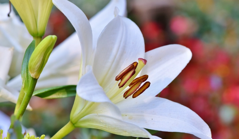 狗花粉過敏症狀