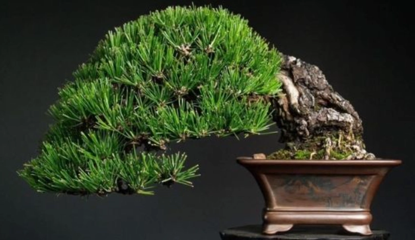 黑松日照不足怎麼辦？盆栽大師教你3招補救與預防秘訣