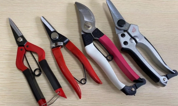 虎尾蘭分株時間