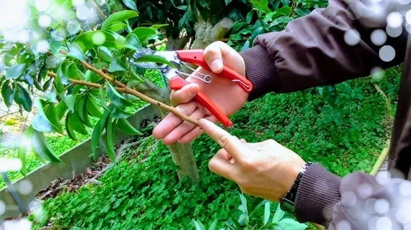 靠接成功率 靠接成功率